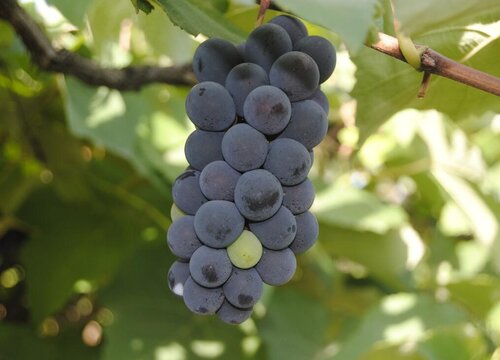 葡萄是被子植物吗