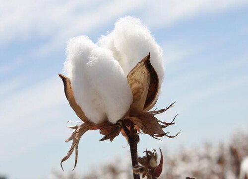 棉花是被子植物吗