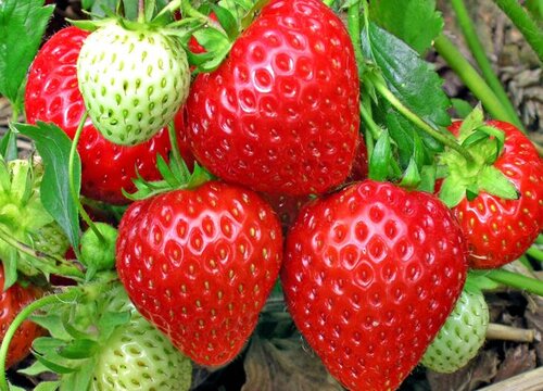 草莓是被子植物吗