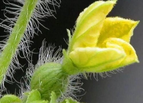 西瓜是两性花吗