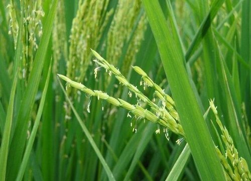 水稻是两性花吗