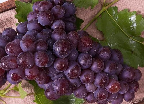 巨峰葡萄成熟期多少天
