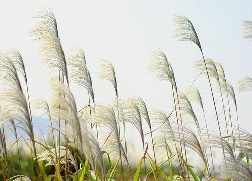 芦苇是种子植物吗