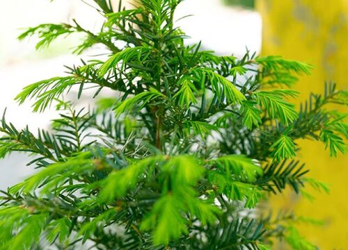 红豆杉是种子植物吗
