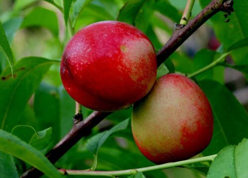 桃是种子植物吗
