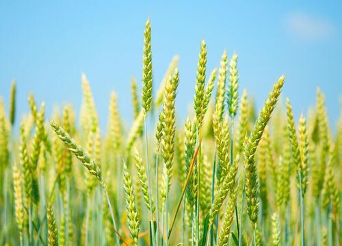 小麦是种子植物吗