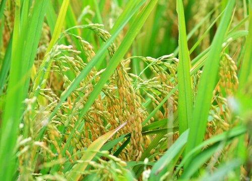 水稻是种子植物吗