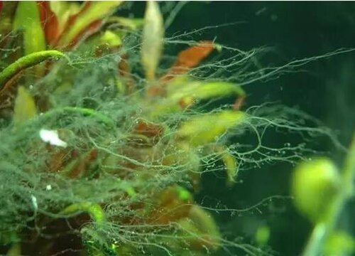 藻类是种子植物吗