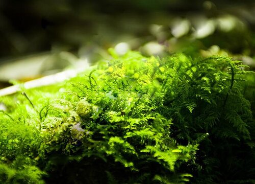 苔藓是种子植物吗