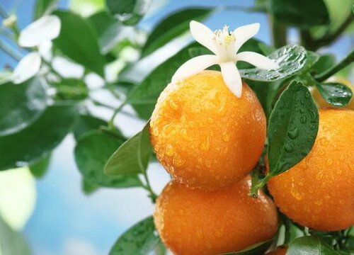 橘子树是被子植物吗