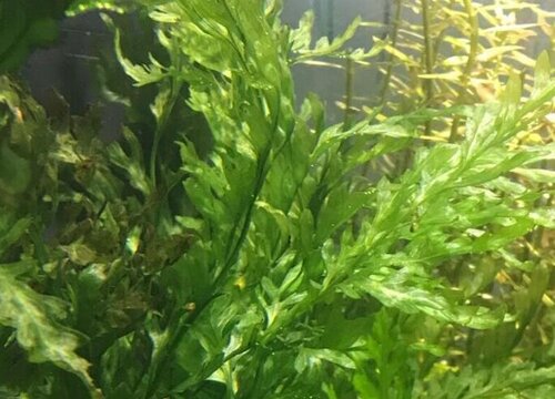 黒藻是被子植物吗