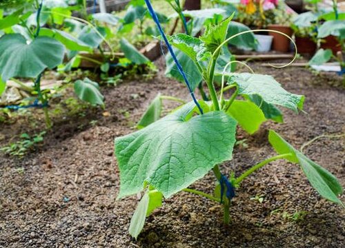 黄瓜是被子植物吗