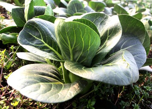 青菜是被子植物吗
