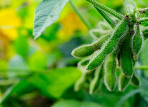 大豆是被子植物吗