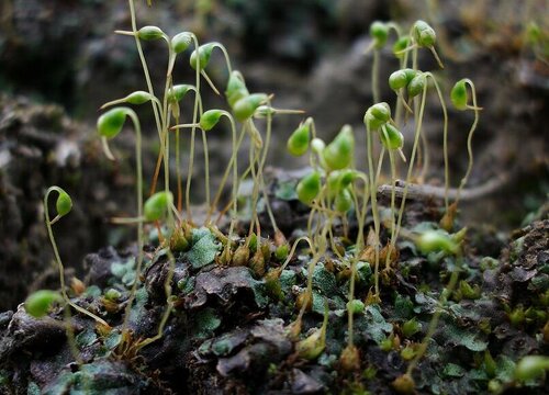 葫芦藓是被子植物吗