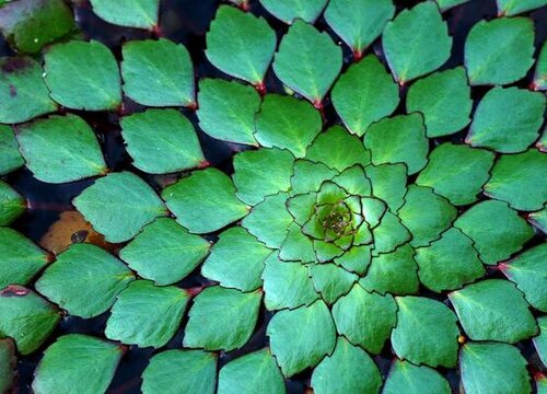 菱角是水生植物吗