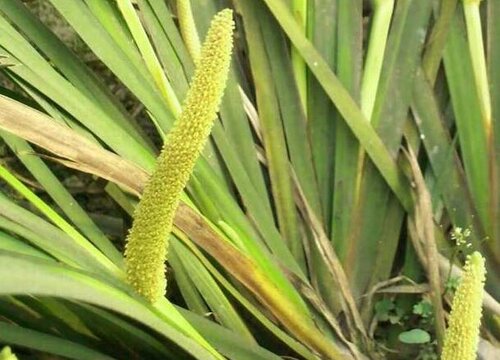 石菖蒲是水生植物吗