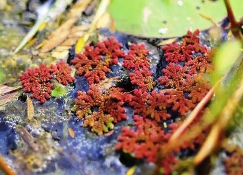 满江红不是裸子植物,它属于蕨类植物,是满江红科,满江红属小型漂浮