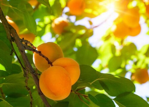 杏是裸子植物吗 植物说
