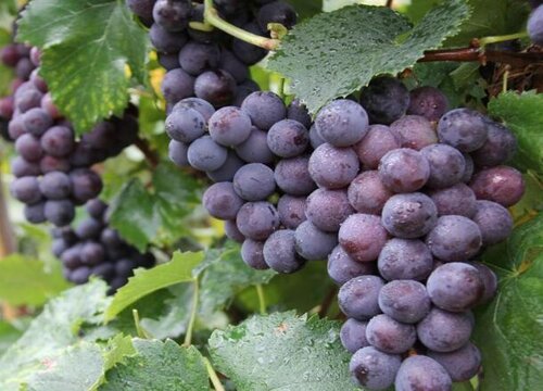 葡萄是经济作物吗