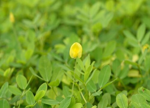 花生是单子叶植物吗