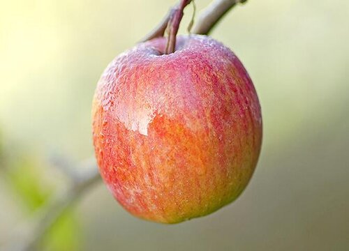 苹果是单子叶植物吗