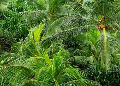椰子是单子叶植物吗