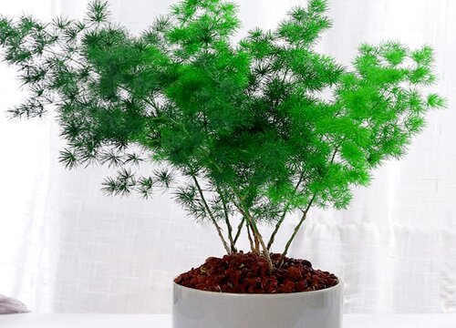 松树是草本植物吗