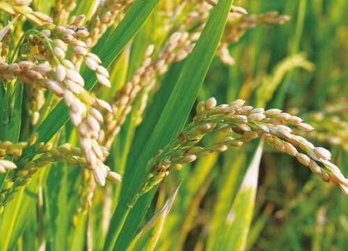 水稻是草本植物吗