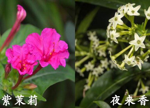 紫茉莉和夜来香是一种花吗