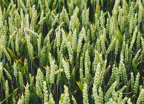 小麦是草本植物吗