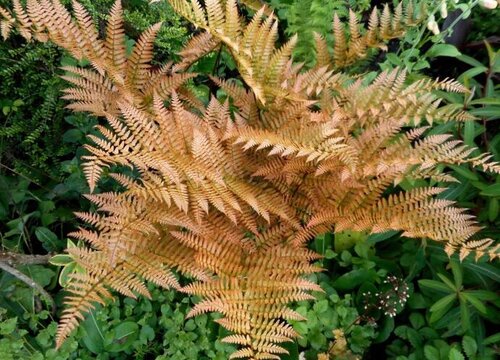 毛蕨是草本植物吗