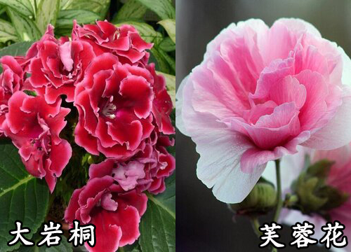 大岩桐和芙蓉花是一种花吗