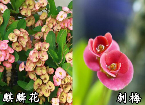 麒麟花和刺梅是一种花吗