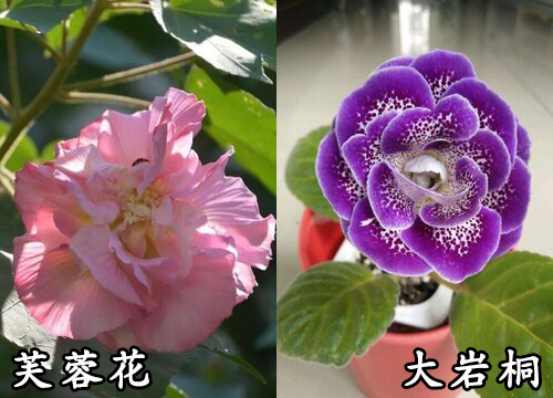 芙蓉花和大岩桐是一种花吗