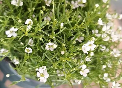 长寿花和满天星是一种花吗 植物说