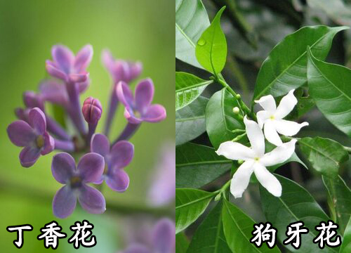 丁香花和狗牙花是一种花吗