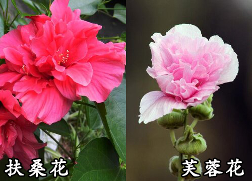 扶桑花和芙蓉花是一种花吗