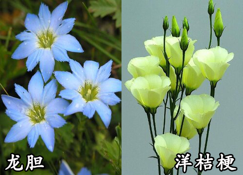 龙胆和洋桔梗是一种花吗