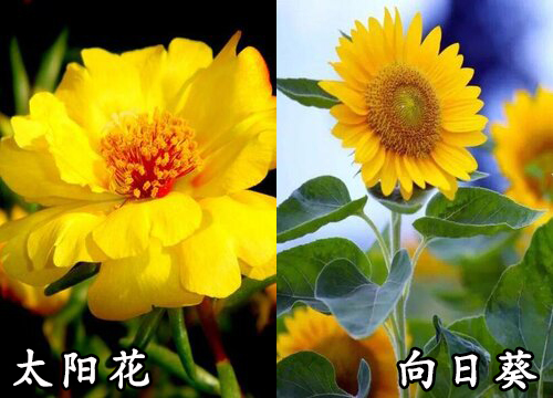 太阳花和向日葵是一种花吗