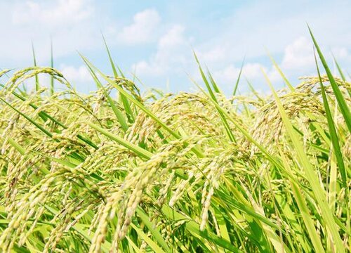 水稻是经济作物吗
