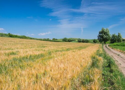 小麦是经济作物吗