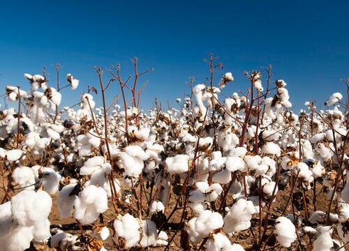 棉花是经济作物吗