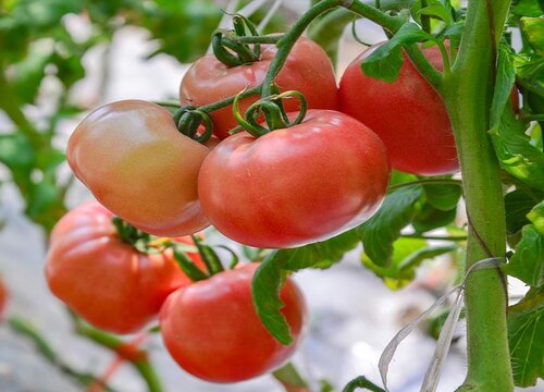 西红柿耐旱吗