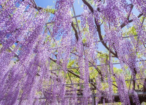 紫藤夏天开花吗