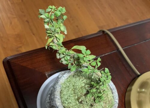 六月雪喜水吗 植物说