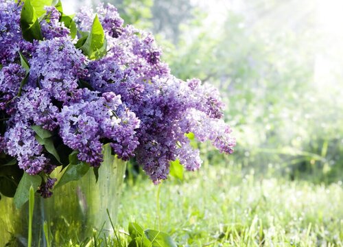 紫丁香花期多长时间