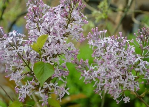 紫丁香花期多长时间 植物说