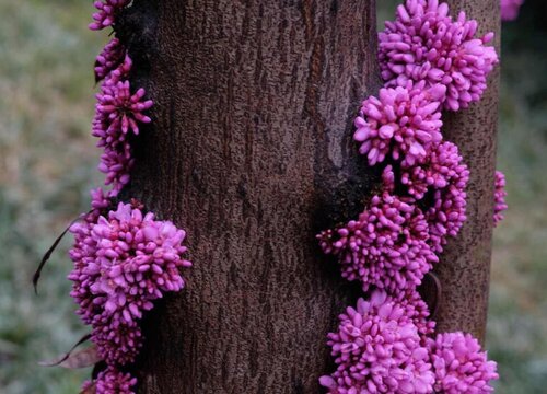紫荆花期多长时间