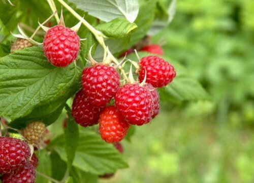 树莓的生长习性特点和生长环境条件